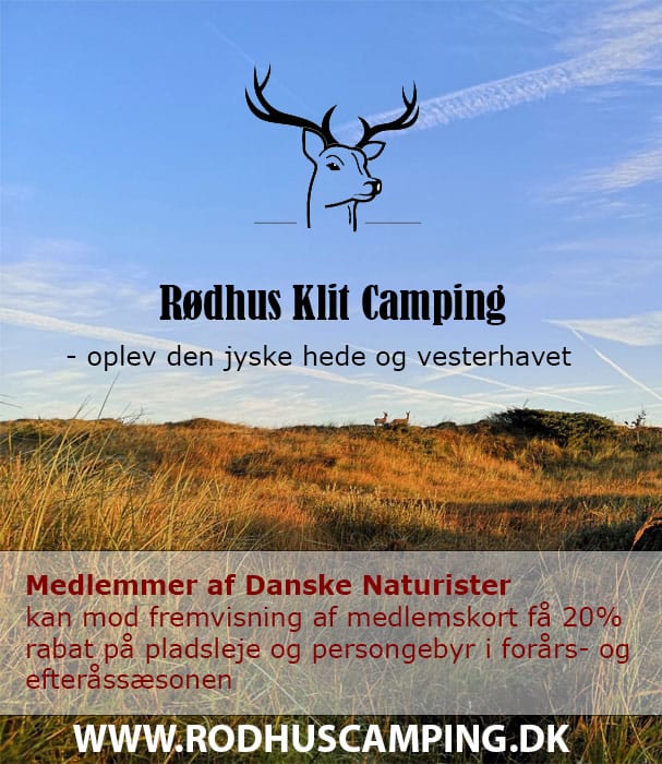 Rabat for naturister på Rødhus Klit Camping